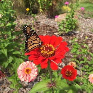 Meet your Posher, Pink